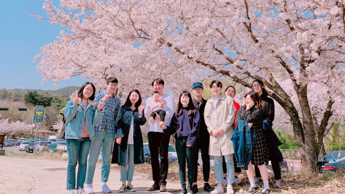 IPD 2019 cherry blossom