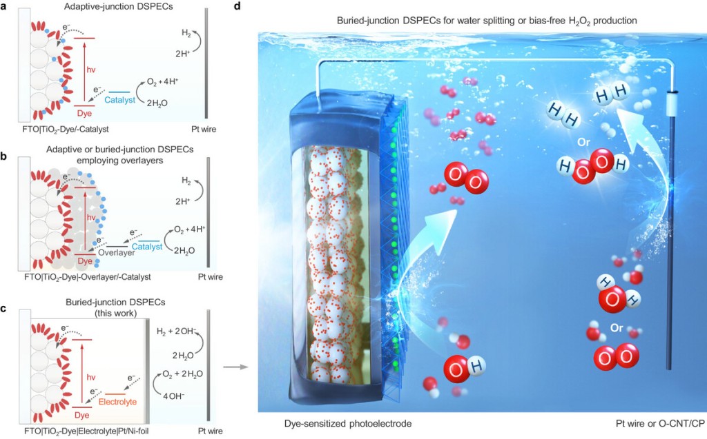 adfm73391-fig-0001-m