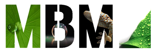 MBM_logo_8