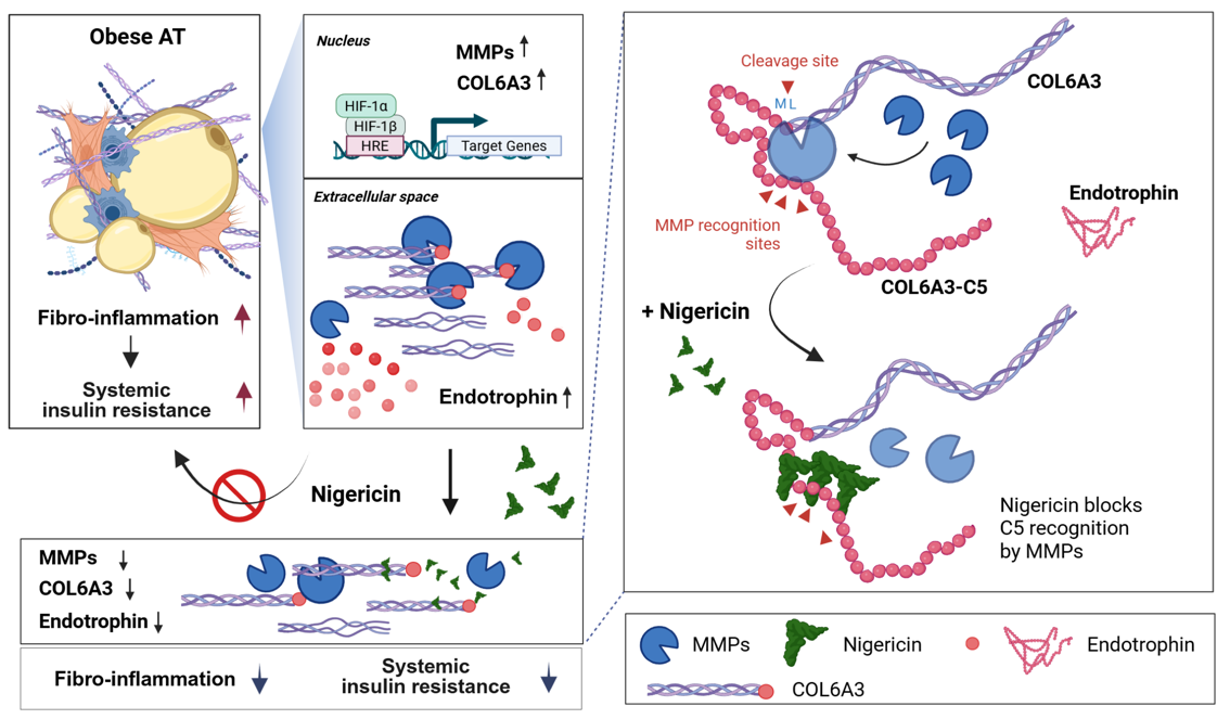 Graphical Abstract (2026 EMM)