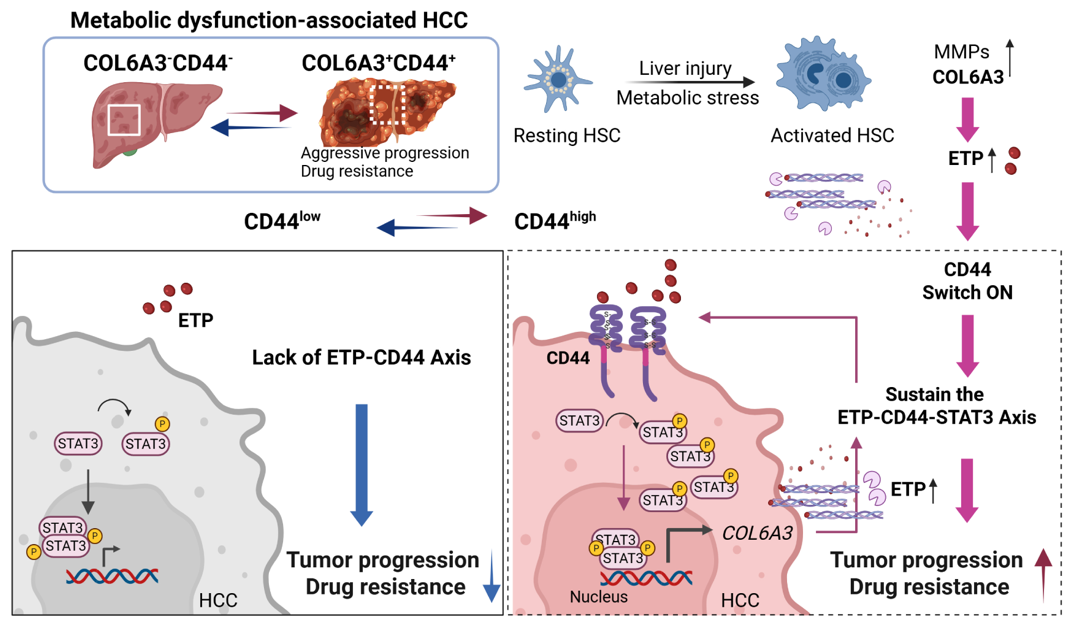 Graphical Abstract(2026-CR)
