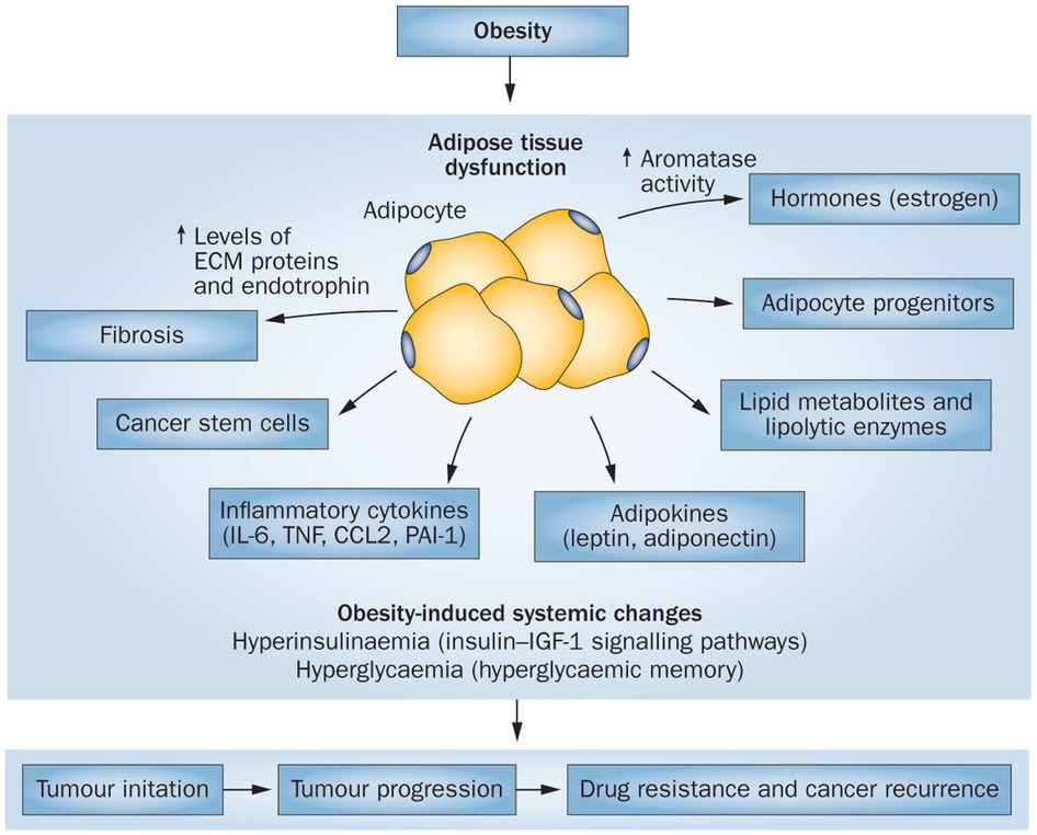 Obesity induced dysfunction of adipose tissue contibutes to cancer cell progression.