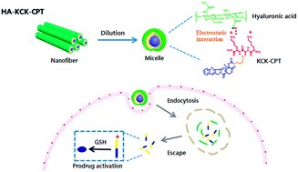 The HA-incorporated nanostructure of a peptide–drug amphiphile for targeted anticancer drug delivery